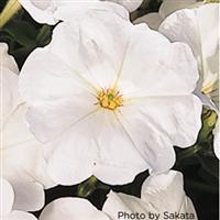 Explorer White Petunia