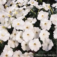 Explorer White Petunia