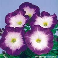 Merlin Blue Morn Petunia