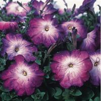 Merlin Blue Morn Petunia