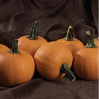 Kandy Korn Pumpkin