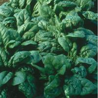 Tyee Spinach