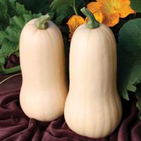 Quantum Squash