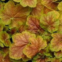 Heuchera villosa Miracle