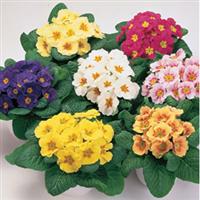 Daniella Mix Primula Acaulis