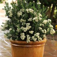 Ozothamnus Radiance