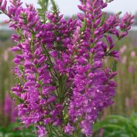Veronica Amethyst Plume