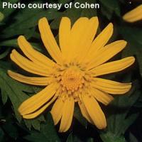Euryops Sonnenschein
