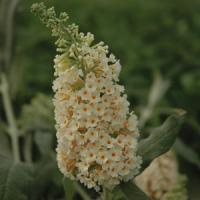 Buddleia Flutterby Grande<sup>®</sup> Vanilla