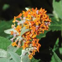 Buddleia Flutterby Grande<sup>®</sup> Tangerine Dream