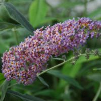 Buddleia Flutterby Grande<sup>®</sup> Blueberry Cobbler