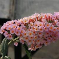 Buddleia Flutterby Grande<sup>®</sup> Peach Cobbler