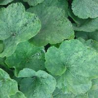 Heuchera Apple Blush