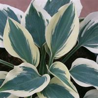 Hosta Great Escape