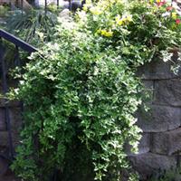 Clematis Perfection