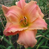 Hemerocallis Think Pink