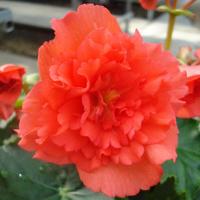 Fire Balls Begonia