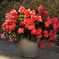 Fire Balls Begonia