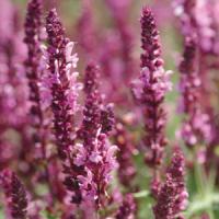 Salvia nemorosa Pink Friesland
