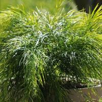 Acacia Cousin Itt