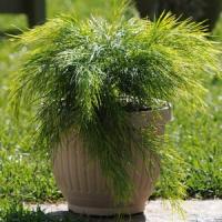 Acacia Cousin Itt