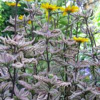 Heliopsis Summer Pink