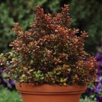 Coprosma Tequila Sunrise