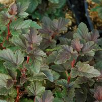 Physocarpus Caramel Candy
