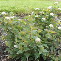 Physocarpus Caramel Candy