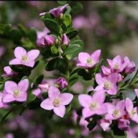 Boronia Shark's Bay