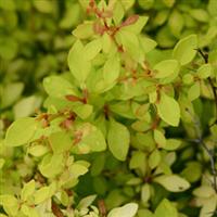 Berberis thunbergii Dream Golden