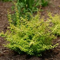 Berberis thunbergii Dream Golden