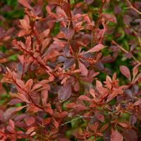Berberis thunbergii Dream Orange