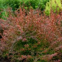 Berberis thunbergii Dream Orange