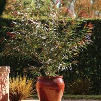Agonis Burgundy