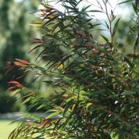 Agonis Burgundy