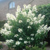 Hydrangea paniculata Sweet Summer