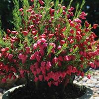 Boronia Mother's Day