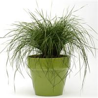 Lomandra Finescape
