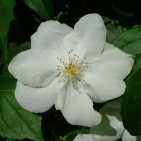 Philadelphus Romantic Knight