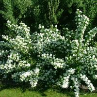 Philadelphus Romantic Knight