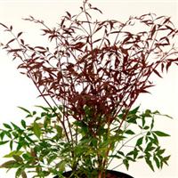 Nandina Sunset