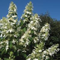 Hydrangea paniculata Honeycomb