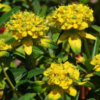 Euphorbia Solid Gold