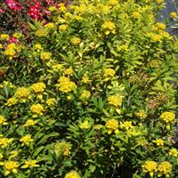 Euphorbia Solid Gold