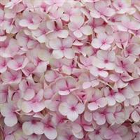 Hydrangea macrophylla Avant Garde