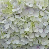 Hydrangea macrophylla Avant Garde