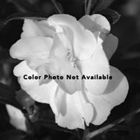 Camellia Boulevard Double Blush