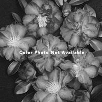 Camellia Petite Peony White
