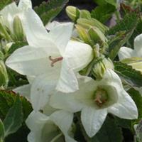 Campanula ochroleuca Mevr. V Vollenhove